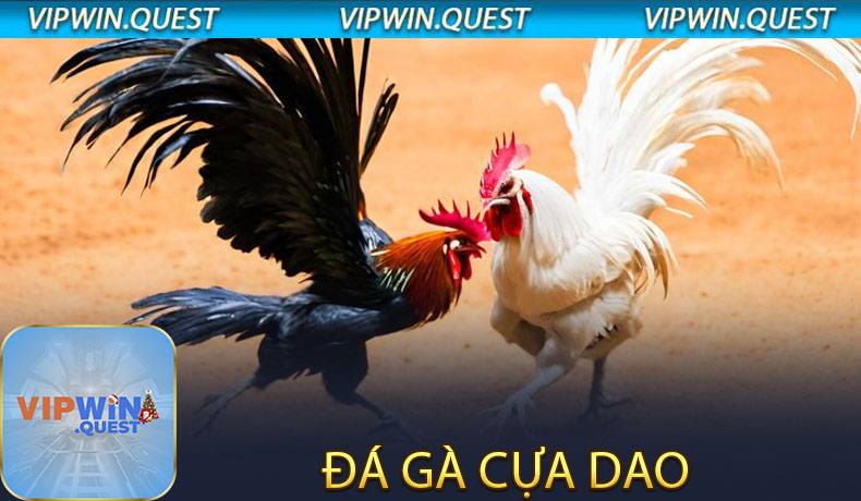 Đá Gà Cựa Dao